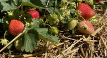 Agrobiznes: Skup truskawek ruszył i ceny rosną…