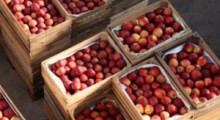 Jakie ceny za jabłka otrzymywali sadownicy ? – 24 tydzień 2023 r. 