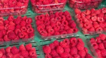 Ceny malin w dół  – 26 czerwca 2023
