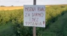 „Porzeczki za darmo i bez pytania” 