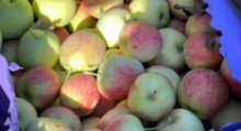 Ceny letnich odmian jabłek – 25 lipca 2023 