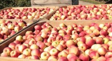 Ceny letnich odmian jabłek – 31 lipca 2023