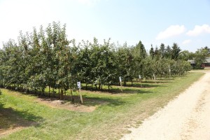 Sad pomologiczny grupy hodowlanej AJApple