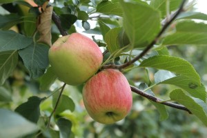 Sander - odmiana jabłoni grupy hodowlanej AJApple - 23/08/2015