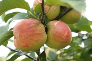 Sander - odmiana jabłoni grupy hodowlanej AJApple - 23/08/2015