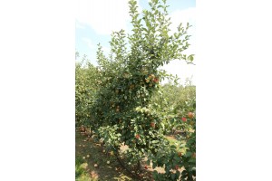 Sander - odmiana jabłoni grupy hodowlanej AJApple - 23/08/2015