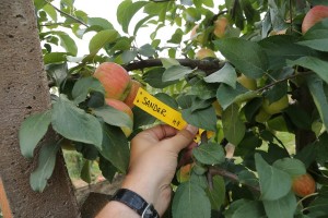 Sander - odmiana jabłoni grupy hodowlanej AJApple - 23/08/2015