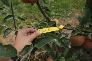 Muna - odmiana jabłoni grupy hodowlanej AJApple - 23/08/2015