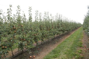 Muna - odmiana jabłoni grupy hodowlanej AJApple - 23/08/2015