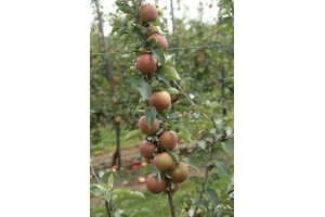 Muna - odmiana jabłoni grupy hodowlanej AJApple - 23/08/2015