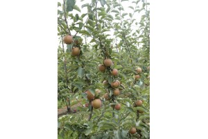 Muna - odmiana jabłoni grupy hodowlanej AJApple - 23/08/2015