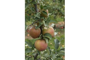 Muna - odmiana jabłoni grupy hodowlanej AJApple - 23/08/2015