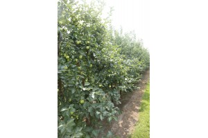 Mutsu NK - odmiana jabłoni grupy hodowlanej AJApple - 23/08/2015