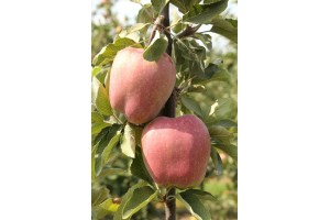 Zuzi Red - odmiana jabłoni grupy hodowlanej AJApple - 23/08/2015