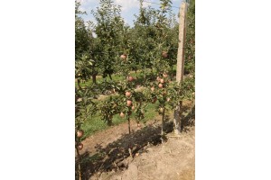 Zuzi Red - odmiana jabłoni grupy hodowlanej AJApple - 23/08/2015