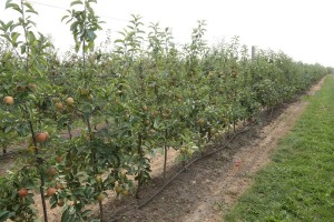 Zuzi Gala - odmiana jabłoni grupy hodowlanej AJApple - 23/08/2015