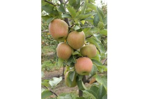 Zuzi Gala - odmiana jabłoni grupy hodowlanej AJApple - 23/08/2015