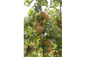 Zuzi Gala - odmiana jabłoni grupy hodowlanej AJApple - 23/08/2015