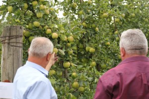 Zwiedzanie sadu pomologicznego grupy hodowlanej AJApple 