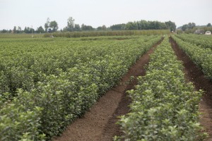 Mateczniki podkładek wegetatywnych - szk&oacute;łka A.S. Nowakowscy