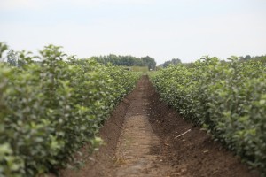 Mateczniki podkładek wegetatywnych - szk&oacute;łka A.S. Nowakowscy