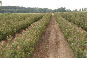 Mateczniki podkładek wegetatywnych - szk&oacute;łka A.S. Nowakowscy