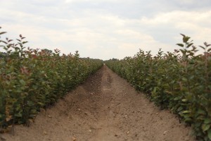 Mateczniki podkładek wegetatywnych - szk&oacute;łka A.S. Nowakowscy