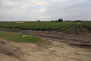 Mateczniki podkładek wegetatywnych - szk&oacute;łka A.S. Nowakowscy