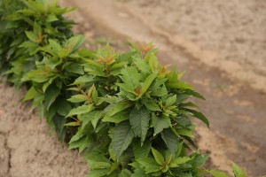 Mateczniki podkładek wegetatywnych - szk&oacute;łka A.S. Nowakowscy