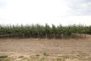 Drzewka owocowe - szk&oacute;łka A.S. Nowakowscy