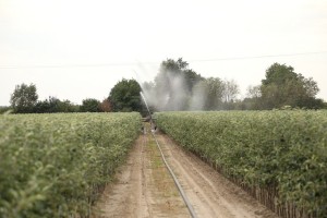 Drzewka owocowe - szk&oacute;łka A.S. Nowakowscy