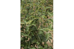 Drzewka owocowe - szk&oacute;łka A.S. Nowakowscy