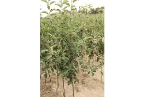 Drzewka owocowe - szk&oacute;łka A.S. Nowakowscy