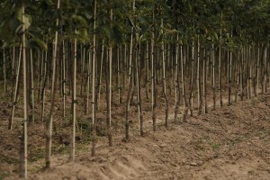 Drzewka owocowe - szk&oacute;łka A.S. Nowakowscy