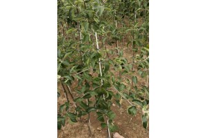 Drzewka owocowe - szk&oacute;łka A.S. Nowakowscy