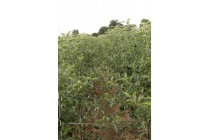 Drzewka owocowe - szk&oacute;łka A.S. Nowakowscy