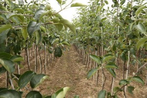 Drzewka owocowe - szk&oacute;łka A.S. Nowakowscy