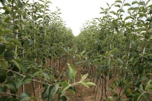 Drzewka owocowe - szk&oacute;łka A.S. Nowakowscy