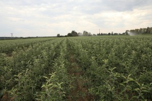 Drzewka owocowe - szk&oacute;łka A.S. Nowakowscy