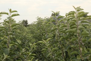 Drzewka owocowe - szk&oacute;łka A.S. Nowakowscy