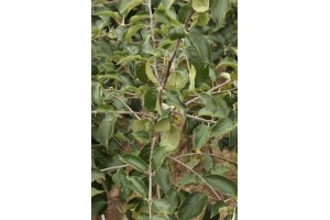 Drzewka owocowe - szk&oacute;łka A.S. Nowakowscy