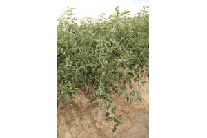 Drzewka owocowe - szk&oacute;łka A.S. Nowakowscy