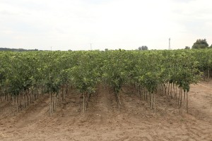 Drzewka owocowe - szk&oacute;łka A.S. Nowakowscy