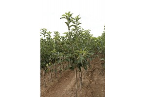 Drzewka owocowe - szk&oacute;łka A.S. Nowakowscy