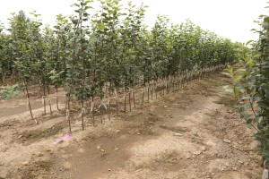 Drzewka owocowe - szk&oacute;łka A.S. Nowakowscy