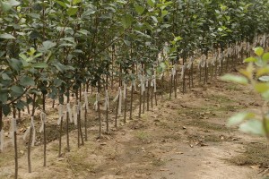 Drzewka owocowe - szk&oacute;łka A.S. Nowakowscy