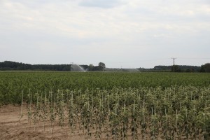 Drzewka owocowe - szk&oacute;łka A.S. Nowakowscy