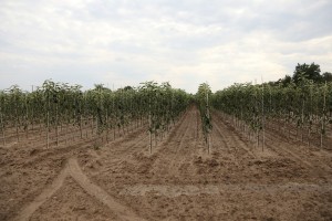 Drzewka owocowe - szk&oacute;łka A.S. Nowakowscy