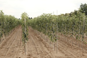 Drzewka owocowe - szk&oacute;łka A.S. Nowakowscy