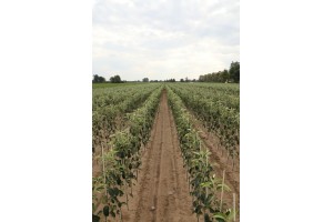 Drzewka owocowe - szk&oacute;łka A.S. Nowakowscy